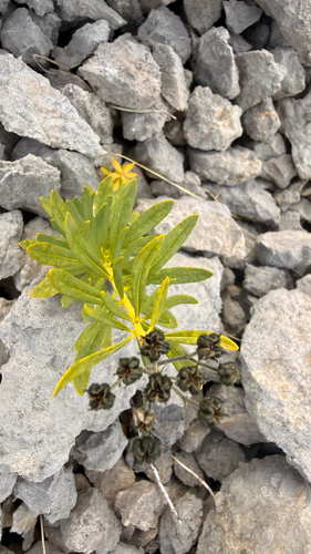 Haplophyllum patavinum