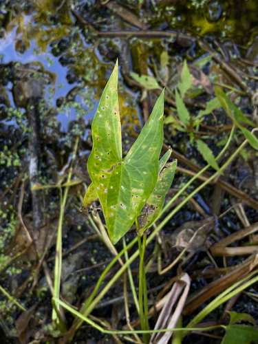 Sagittaria latifolia, photograph 2
