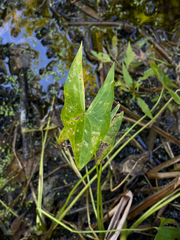 (c) Frédérique, some rights reserved (CC BY) Sagittaria latifolia, photograph (c) Frédérique, some rights reserved (CC BY)