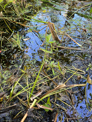 (c) Frédérique, some rights reserved (CC BY) Sagittaria latifolia, photograph (c) Frédérique, some rights reserved (CC BY)
