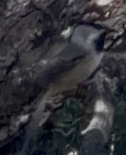 Mountain Chickadee