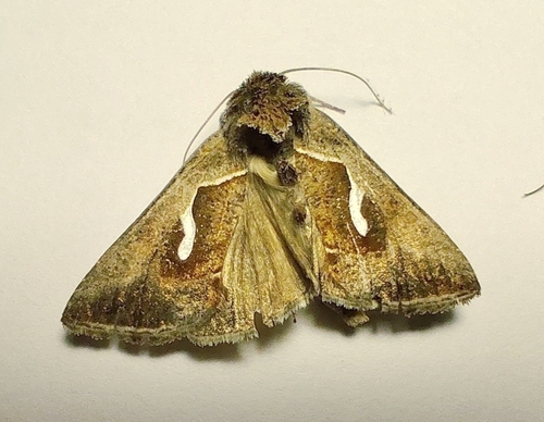 Dewick's Plusia