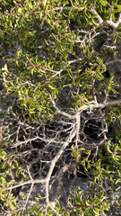 (c) mycoroco, some rights reserved (CC BY) Rhamnus saxatilis, photograph (c) mycoroco, some rights reserved (CC BY)