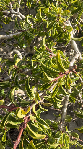 Rhamnus saxatilis