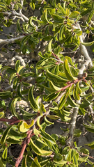 (c) mycoroco, some rights reserved (CC BY) Rhamnus saxatilis, photograph (c) mycoroco, some rights reserved (CC BY)