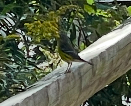 Magnolia Warbler