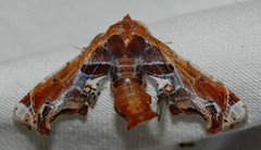 Eutelia pulcherrimus