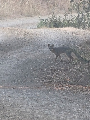 Gray Fox