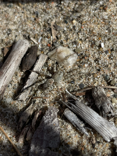 Shoreline Wolf Spider