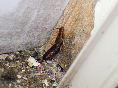European Earwig