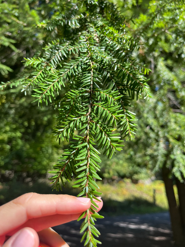 Tsuga canadensis, photograph 6