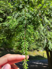 Tsuga canadensis, photograph (c) Frédérique, some rights reserved (CC BY)