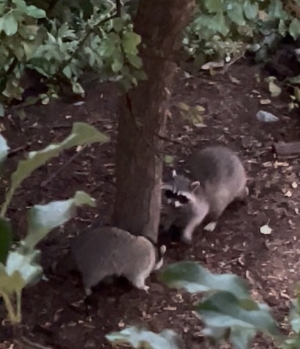 Common Raccoon