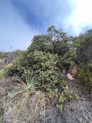 Arctostaphylos glandulosa, photograph 5