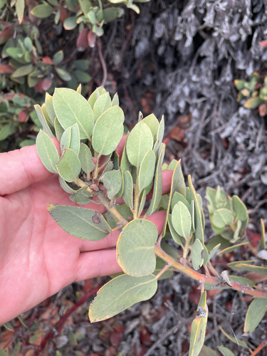 Arctostaphylos glandulosa, photograph 4
