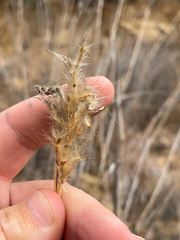 Bothriochloa barbinodis