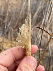 Bothriochloa barbinodis, photograph (c) mel letterman, some rights reserved (CC BY)