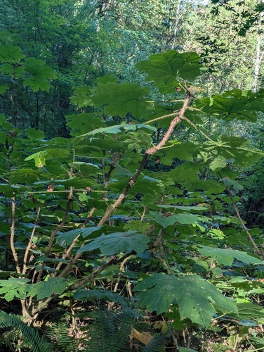Oplopanax horridus