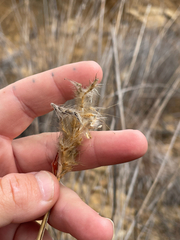 Bothriochloa barbinodis, photograph (c) mel letterman, some rights reserved (CC BY)