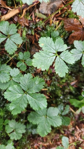 Five-leaf Dwarf Bramble