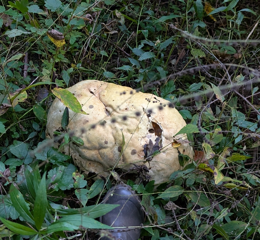 giant puffball · September 2026 · photo: Photo: (c) Alan Prather, some rights reserved (CC BY) · iNaturalist