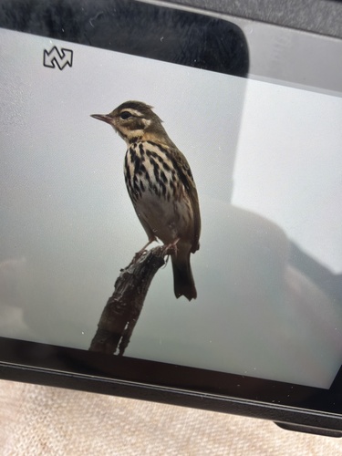 Olive-backed Pipit