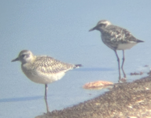 Black-bellied Plover