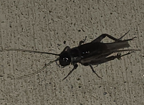 Eastern Striped Cricket