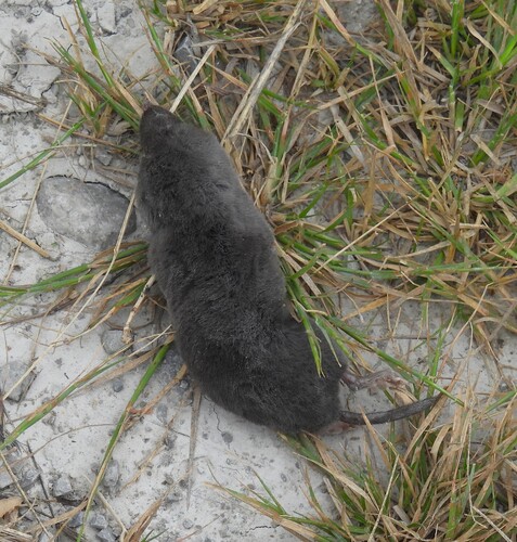 Northern Short-tailed Shrew