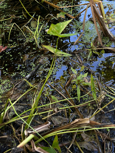 Sagittaria latifolia, photograph 3