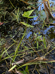 (c) Frédérique, some rights reserved (CC BY) Sagittaria latifolia, photograph (c) Frédérique, some rights reserved (CC BY)
