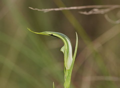 Pterostylis grandiflora