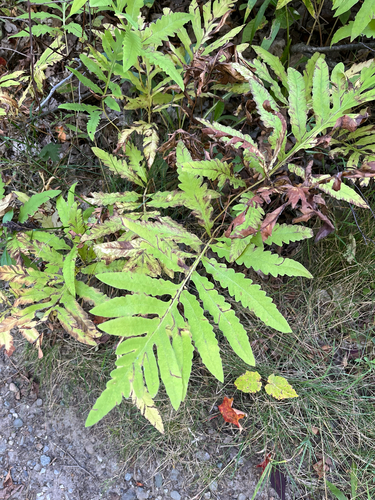 sensitive fern
