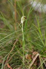 Pterostylis grandiflora