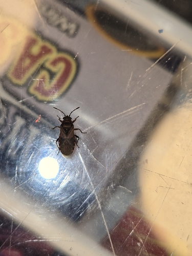 Elm Seed Bug