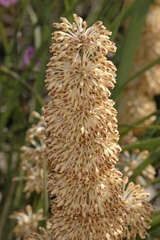 Lomandra multiflora multiflora