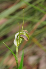 Pterostylis grandiflora