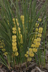 Lomandra multiflora multiflora