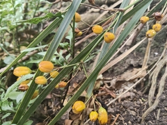 Libertia ixioides