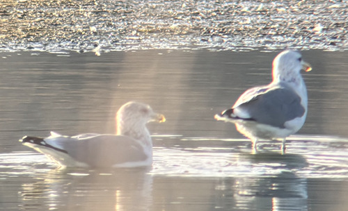 California Gull