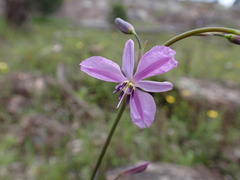 (c) Todd Huang, some rights reserved (CC BY) Arthropodium strictum, photograph (c) Todd Huang, some rights reserved (CC BY)