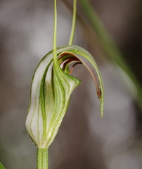 Pterostylis grandiflora