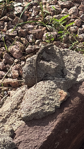 Ornate Tree Lizard