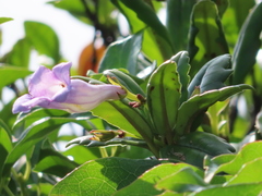 Lysionotus pauciflorus pauciflorus