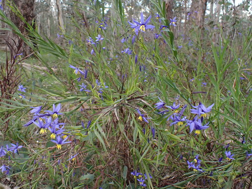 Stypandra glauca, photograph 3