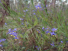 Stypandra glauca, photograph (c) Todd Huang, some rights reserved (CC BY)