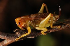 Ocellarnaca furcifera