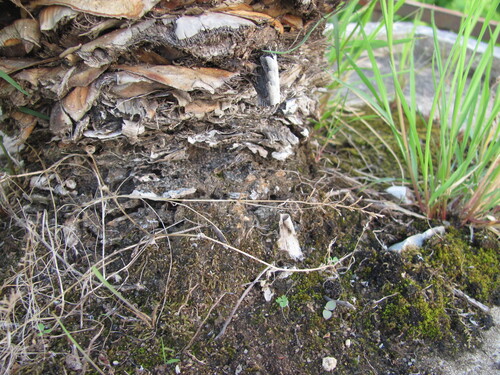 Campanula erinus, photograph 2
