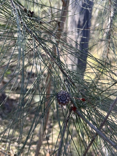 Allocasuarina littoralis