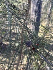 Allocasuarina littoralis